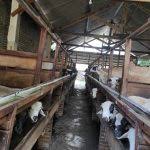 Bagaimana untuk pembangunan kandang kambing? Pakan Kambing Modern Untuk Penggemukan Pakan Ternak Instan