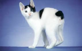 Japon Bobtail Kedisi Bakimi Ve Ozellikleri Miyhav Com