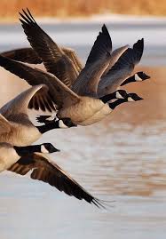 Flying South For The Winter Canadian Geese Birds Wild Animals Birds Flying Photography Bird Birds Flying