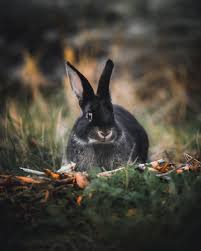 Met This Curious Wild Rabbit Up In The Highlands Of New Zealand Never Seen A Bunny With Such Big Ears Before Have A Great Week Wild Bunny Wild Rabbit Rabbit