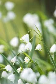 Fleurs d'hiver accompagne ferm living pour l'ouverture de son nouveau concept store. Les 18 Plus Belles Fleurs D Hiver A Avoir Dans Son Jardin Plants Spring Bulbs Plant Projects