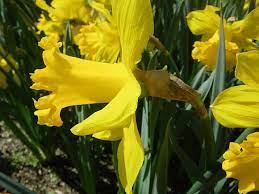 Sono fiori adatti ad aiuole e giardini rocciosi ma rallegrano anche un prato con il loro caratteristico colore di un brillante giallo oro. Bulbi A Fioritura Primaverile I Narcisi