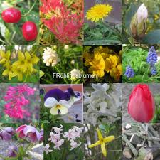 Verschiedene Bluten Von Fruhlingsblimen Die Jetzt Im Garten Bluhen Tulpen Lowenzahn Ginster Perlhyazinten Weitere Infos Auf Www Recyclingkunst Wordp Plants