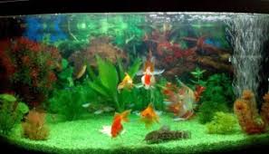 Pestele heniochus acuminatus este un peste usor adaptabil la medii noi, usor de ingrijit, atat timp cat primeste conditiile necesare. Amenajarea Unui Acvariu Sfaturi Pentru Incepatori Updated Iceworld Deuteriumcore