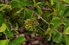 Image result for Antidesma venosum