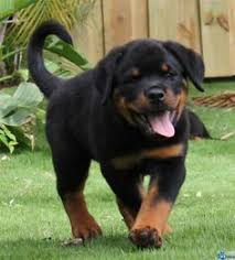 We ship our rottweiler puppies to: 10 Rottweiler Ideas Rottweiler Rottweiler Puppies Rottweiler Puppies For Sale