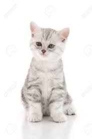 The american shorthair, also known as ash, is america's. Cute American Shorthair Kitten Playing On White Background Isolated Stock Photo Picture And Royalty Free Image Image 43588995