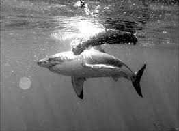 Newport coastal adventure (nca) posted the photos on facebook. White Shark Investigating But Not Feeding On A California Sea Lion Download Scientific Diagram