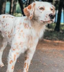 Maybe you would like to learn more about one of these? Dalmatian Colors Do Dalmatians Only Have Black Spots