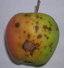 Fruit trees and ornamentals are sometimes girdled by mice or voles eating the bark. Diseases Cooperative Extension Tree Fruits University Of Maine Cooperative Extension