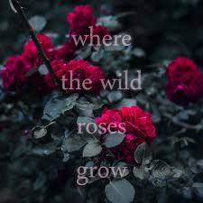 Nick Cave Kylie Minogue Where The Wild Roses Grow Where The Wild Roses Grow Kylie Minogue Nick Cave The Bad Seeds Red Green Growing Roses Wild Roses The Bad Seed