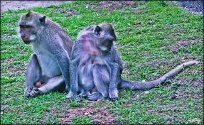 Mongkey and cat couple, monyet dan kucing bisa pacaran, kok bisa ya, lihat saja подробнее. Angry Couple