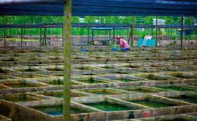 Fish Farming In Singapore Practical Fishkeeping