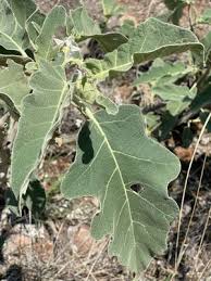 Image result for Solanum lichtensteinii