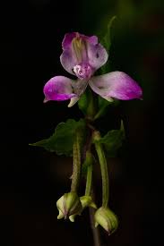 Image result for Disperis reichenbachiana