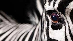 Download Zebra Wallpaper App Gallery 1920 1200 Zebra Images Wallpapers 45 Wallpapers Adorable Wallpapers Zebra Wallpaper Zebra Wallpaper
