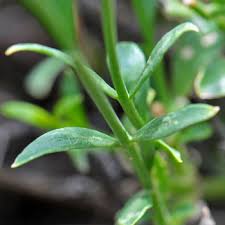 Image result for Menodora