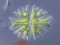 Image result for Micractis