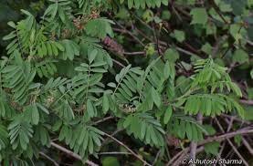 Image result for Indigofera arrecta