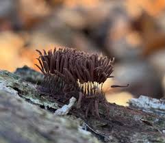Image result for Stemonitis splendens