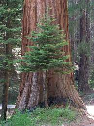 Sequoia National Park I Have To Go Here While We Are Living In California National Parks Kings Canyon National Park Sequoia National Park