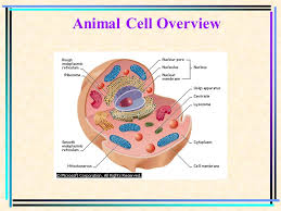Animal cell organelle of electrical lineman. The Microscopic World Of Cells Cell Membranes And Transport Cell Organelles Plant Vs Animal Cell Ppt Download