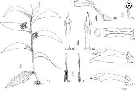 Image result for Corymborkis