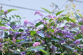 Image result for Hardenbergia