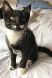 Skip to the main menu. Kittens Born With Extra Toes And Impressive Moustaches