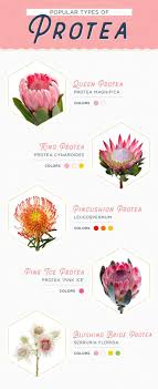 Pin By Olga Beregovaya On Ftd By Design Daisy Wedding Flowers Peony Bouquet Wedding Protea Flower