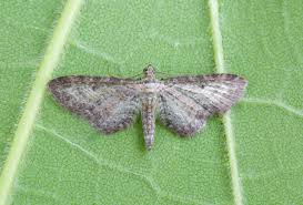 Image result for Eupithecia subumbrata