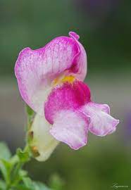 Antirrhinum Majus Flower Images Best Flower Wallpaper