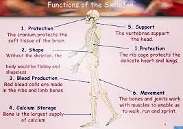 Year 10 Gcse Pe The Important Role Of The Skeleton Has In Maintaining Our Ecosystem Functions Of The Skeleton Aqagcsepe Gcse Pe Gcse Gcse Revision
