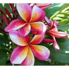 Plumeria Thai Splash Jasmim Manga Jasmim