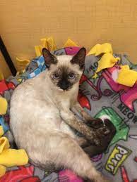 Little Juliette Is Looking For Good Home She Is In Town Cats Petsmart In Gilroy Ca Towncats Org Cat Adoption Cats Cats And Kittens