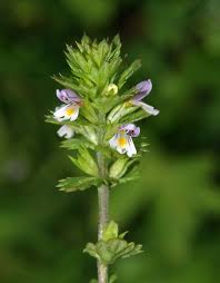 Image result for Buchnera subglabra