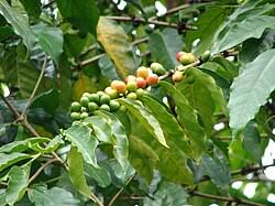 Image result for Coffea