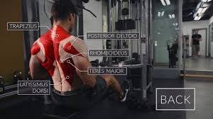 Anatomical diagram showing a back view of muscles in the human body. Exercise Anatomy Back Workout Pietro Boselli Youtube