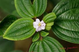 Image result for Melastomastrum segregatum