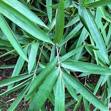 Image result for Loudetia arundinacea