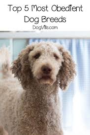 Top 5 Most Least Obedient Dog Breeds Dogvills Dog Breeds Dogs Best Dog Breeds