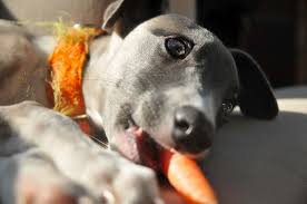 If you feed rover a the carrot in its purest form is good enough for a dog. Can Puppy Eat Carrots The Complete Guide To A Healthy Puppy