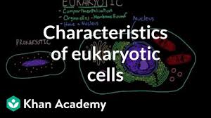Listen to the audio pronunciation of eukaryotic cell on pronouncekiwi sign in to disable all ads. Characteristics Of Eukaryotic Cells Video Khan Academy