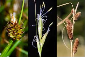 Image result for Carex mannii