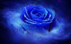Blue Rose Blue Roses Wallpapers And Images Desktop Nexus Groups Blue Roses Wallpaper Blue Rose Rose Wallpaper