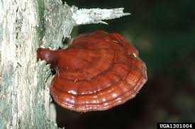 Image result for Ganoderma tsugae