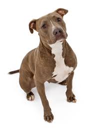 Watch the video for pitbull terrier from die antwoord's donker mag for free, and see the artwork, lyrics and similar artists. Pit Bull Terrier Definition Und Bedeutung Collins Worterbuch