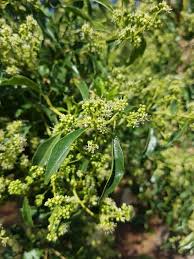 Image result for Heteropyxis natalensis