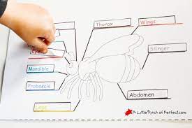 In the outside of each circle, write down how they are different. Learning About Bees Activities And Free Printable