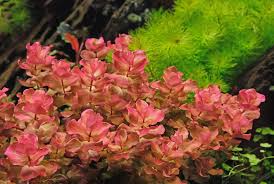 Image result for Rotala submersa